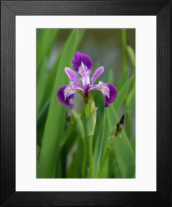 Framed Print : Iris - normally located on the margins of lakes or ponds, but dislikes water-logging. Flowers emerge in early summer. East Sussex garden in May. UK Framed Print : Iris - normally located on the margins of lakes or ponds, but dislikes water-logging. Flowers emerge in early summer. East Sussex garden in May. UK