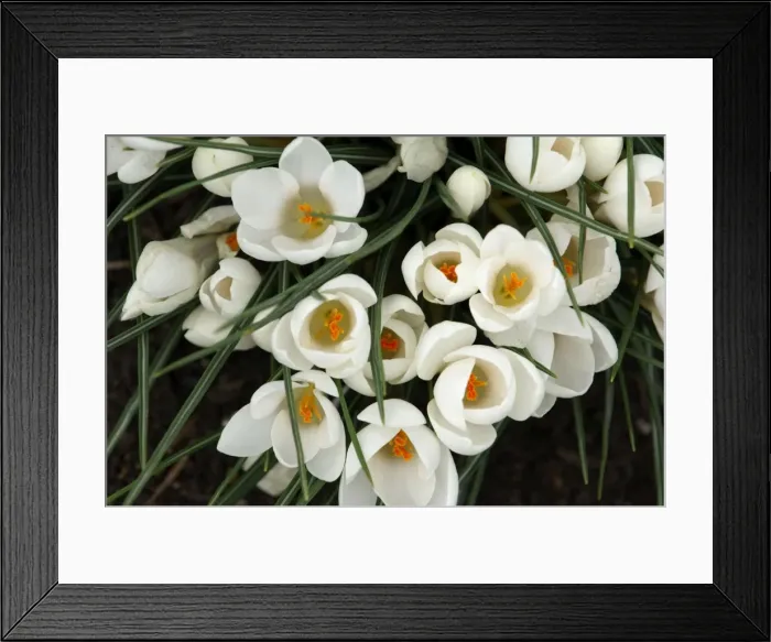 Framed Print : Group of white crocuses with golden stigmas. A long established garden hybrid that is frost hardy down to -20 degrees C. Kent garden - UK - March Framed Print : Group of white crocuses with golden stigmas. A long established garden hybrid that is frost hardy down to -20 degrees C. Kent garden - UK - March