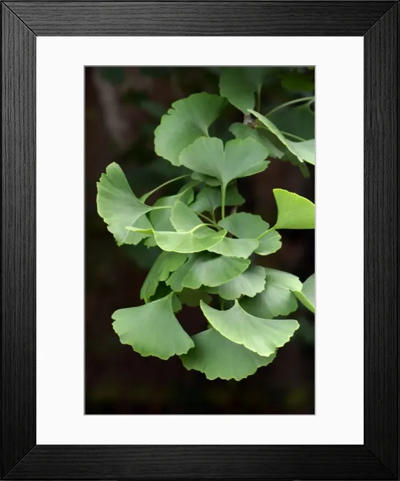 Framed Print : Leaves of the Maidenhair Tree. Private garden in Kent - UK. August. The appearance of this tree suggests that it is male Framed Print : Leaves of the Maidenhair Tree. Private garden in Kent - UK. August. The appearance of this tree suggests that it is male