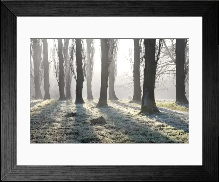 Framed Print : Poplar Avenue - with frost in December sunhine. The pathway leads from Sissinghurst Castle Garden to The Roundshill Park Wood on the estate. Kent. UK Framed Print : Poplar Avenue - with frost in December sunhine. The pathway leads from Sissinghurst Castle Garden to The Roundshill Park Wood on the estate. Kent. UK