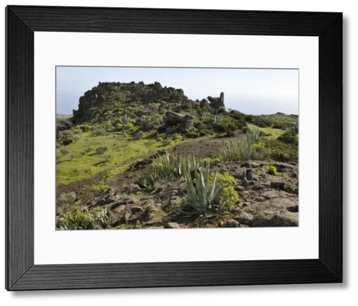 Framed Print : On route above Playa de Santiago - The vegetation is quite verdant, due to the forest area above, and its regular rain and cloud cover. La Gomera, Canary Is. Jan Framed Print : On route above Playa de Santiago - The vegetation is quite verdant, due to the forest area above, and its regular rain and cloud cover. La Gomera, Canary Is. Jan