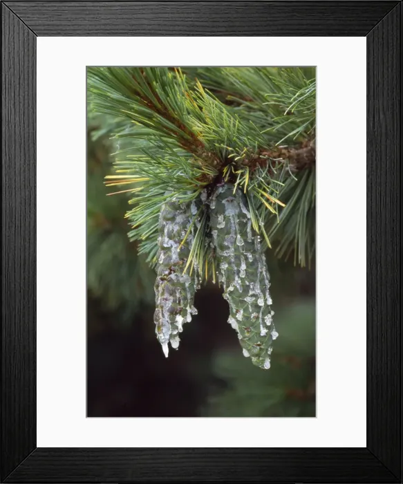 Framed Print : Macedonian Pine - covered in resin Framed Print : Macedonian Pine - covered in resin