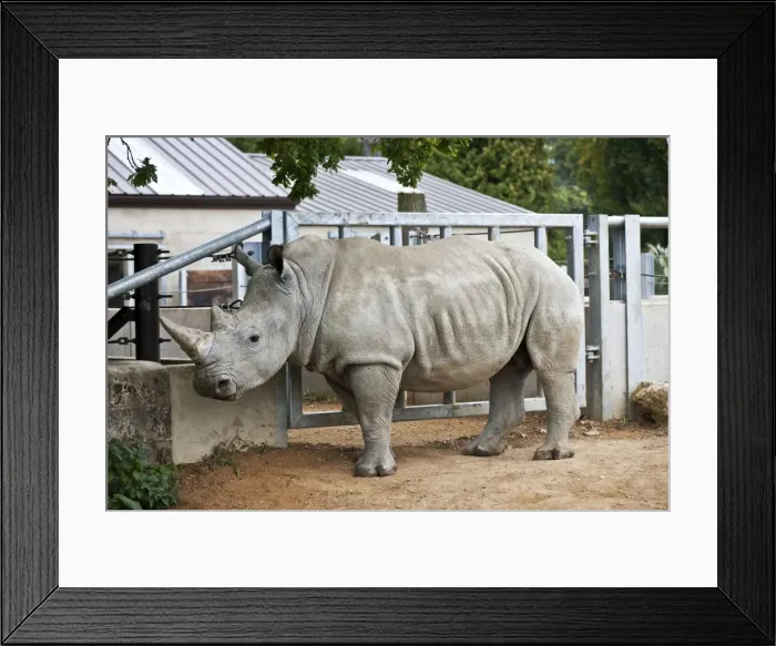 Framed Print : White Rhino - Cotswold Wildlife Park. September Framed Print : White Rhino - Cotswold Wildlife Park. September
