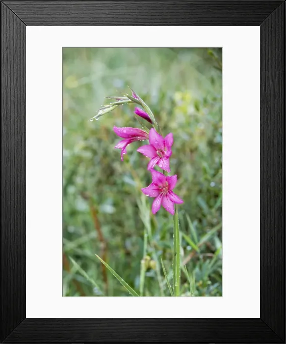 Framed Print : Gladiolus Menorca, May Framed Print : Gladiolus Menorca, May