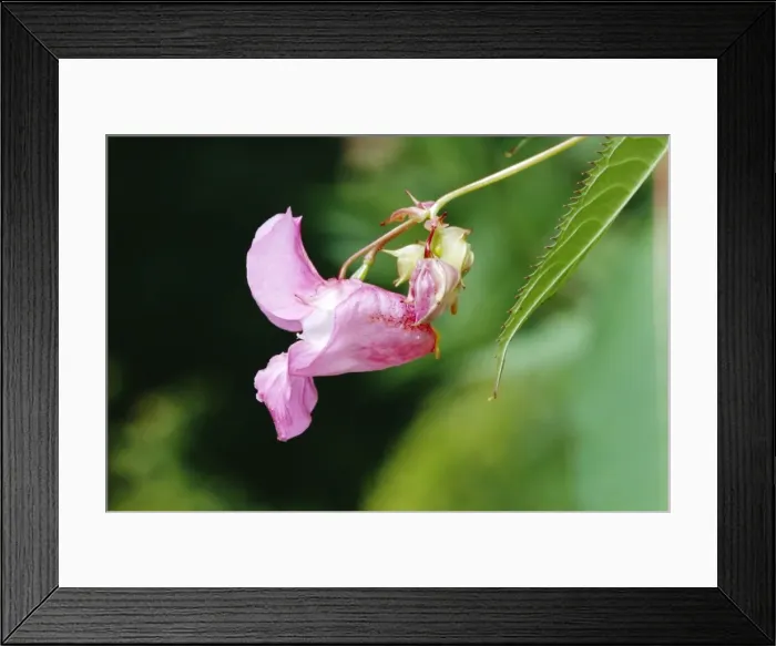 Framed Print : Himalayan Balsam Framed Print : Himalayan Balsam