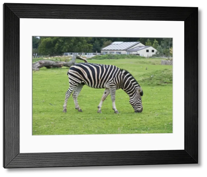 Framed Print : Chapman's Zebra - native of Mozambique, Botswana. Photo - Cotswold Wildlife Park. September Framed Print : Chapman's Zebra - native of Mozambique, Botswana. Photo - Cotswold Wildlife Park. September