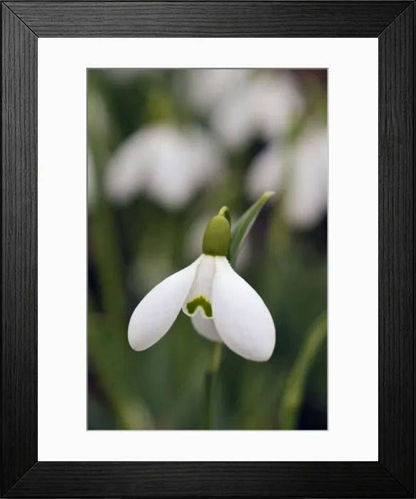 Framed Print : Snowdrop - Galanthus Sam Arnott. A Kent garden in February. UK Framed Print : Snowdrop - Galanthus Sam Arnott. A Kent garden in February. UK
