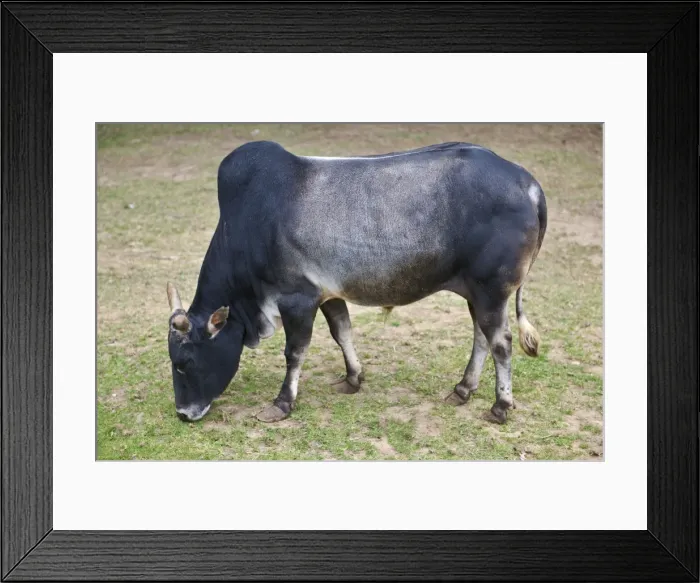 Framed Print : Dwarf Zebu - A development of the sacred cattle of India with the characteristic hump over shoulder Framed Print : Dwarf Zebu - A development of the sacred cattle of India with the characteristic hump over shoulder