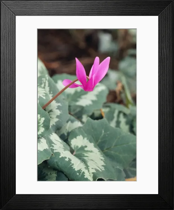Framed Print : Cyclamen. DAD-290. Cyclamen. Cyclamen purpurascens Framed Print : Cyclamen. DAD-290. Cyclamen. Cyclamen purpurascens