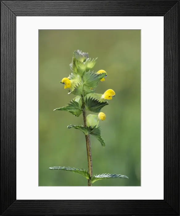 Framed Print : Yellow Rattle Framed Print : Yellow Rattle