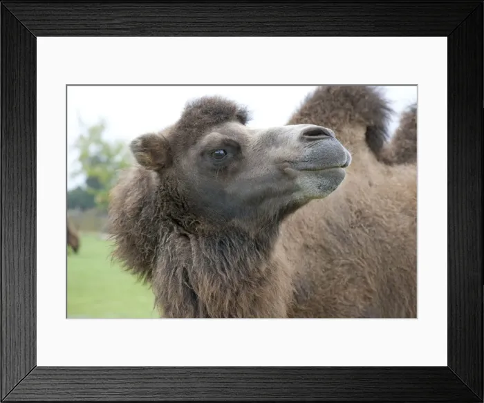 Framed Print : Bactrian Camel - Distribution: Gobi Desert - Mongolia Framed Print : Bactrian Camel - Distribution: Gobi Desert - Mongolia