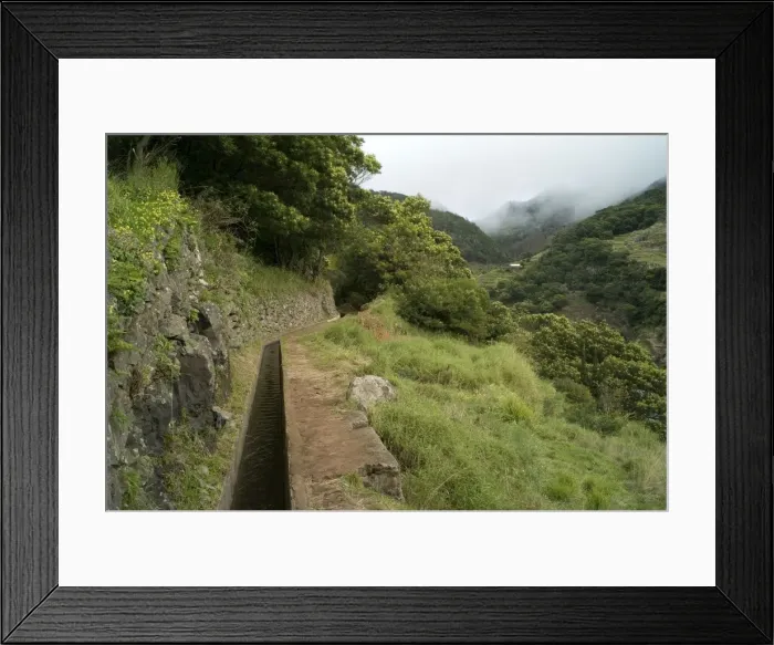 Framed Print : The Mimosa Levada - Madeira. This is a very popular levada with walkers because of the vast number of Mimosa trees (Acacia baileyana) that line the route. Here we see them just beginning to flower in February Framed Print : The Mimosa Levada - Madeira. This is a very popular levada with walkers because of the vast number of Mimosa trees (Acacia baileyana) that line the route. Here we see them just beginning to flower in February