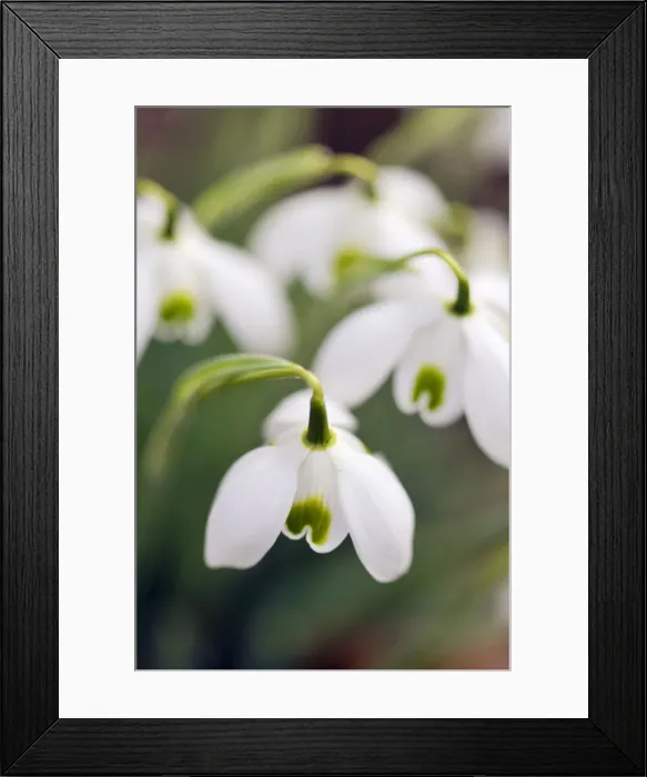 Framed Print : Snowdrop - Galanthus Straffan Framed Print : Snowdrop - Galanthus Straffan