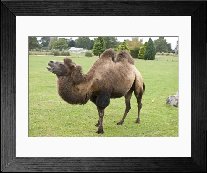 Framed Print : Bactrian Camel - found naturally in the Gobi Desert, Mongolia. Photo - Cotswold Wildlife Park. September Framed Print : Bactrian Camel - found naturally in the Gobi Desert, Mongolia. Photo - Cotswold Wildlife Park. September