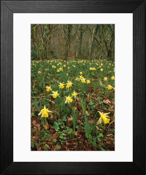 Framed Print : Wild Daffodils - in wood Devon, UK Framed Print : Wild Daffodils - in wood Devon, UK