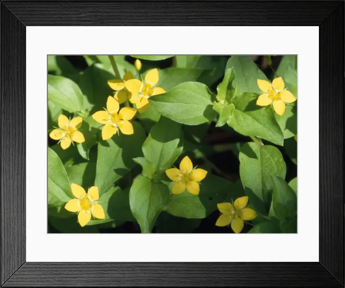Framed Print : Yellow Pimpernel Framed Print : Yellow Pimpernel