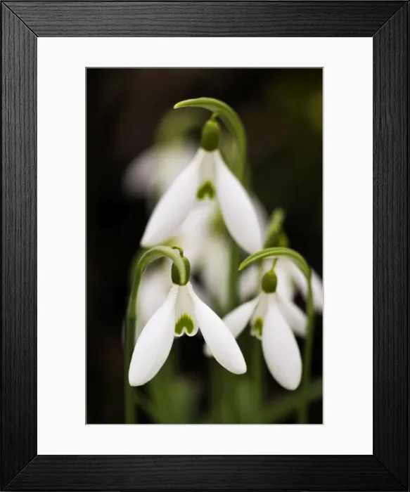 Framed Print : Snowdrop. DAD-2009. Snowdrop. Galanthus atkinsii