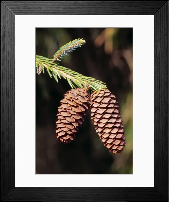 Framed Print : Sargent Spruce - cone Framed Print : Sargent Spruce - cone