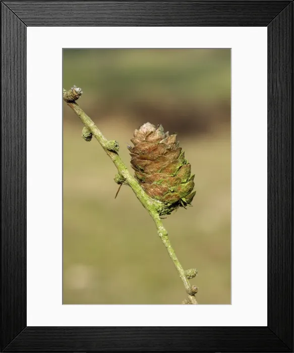 Framed Print : Silesian Larch Cone Framed Print : Silesian Larch Cone
