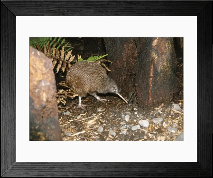 Framed Print : North Island Brown Kiwi - foraging Framed Print : North Island Brown Kiwi - foraging