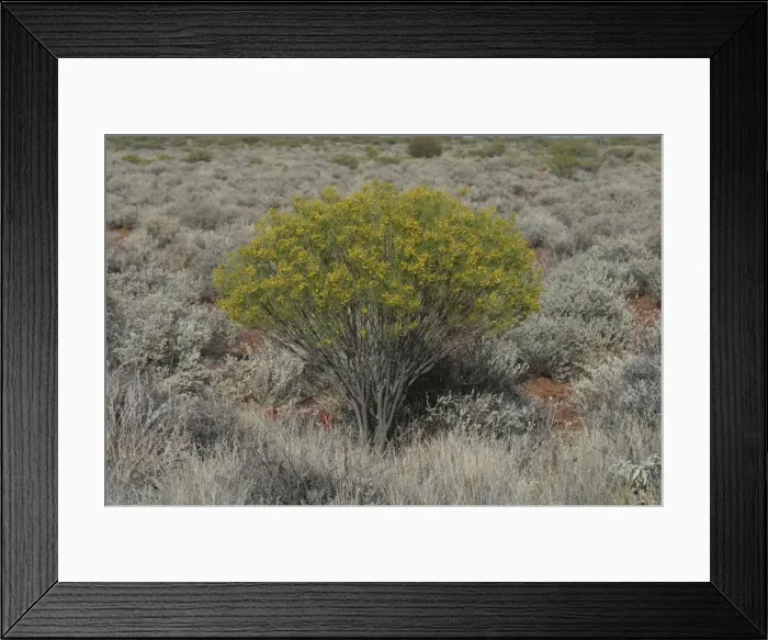 Framed Print : Desert Cassia North of Marla, South Australia, Australia Framed Print : Desert Cassia North of Marla, South Australia, Australia