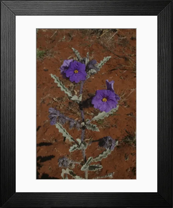 Framed Print : Bush Tomato plant Northern South Australia, Australia Framed Print : Bush Tomato plant Northern South Australia, Australia