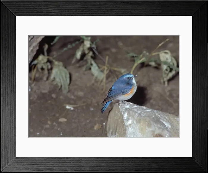 Framed Print : Red-flanked Bluetail Framed Print : Red-flanked Bluetail