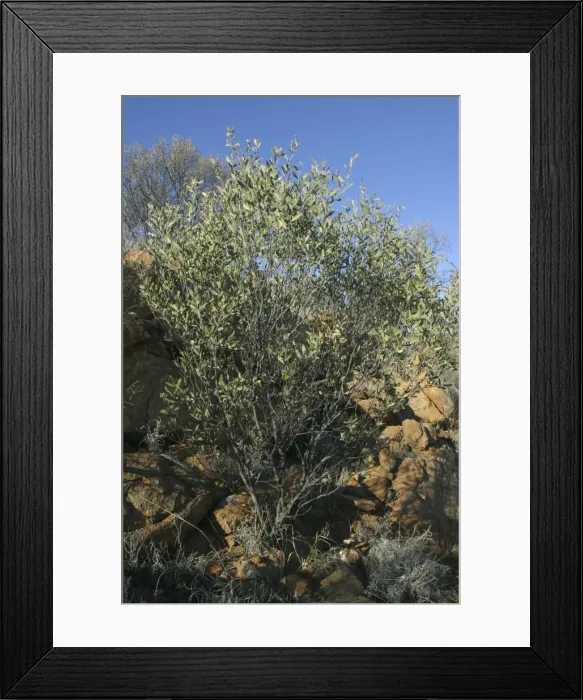 Framed Print : Witchetty Bush In the root system lives the famed Witchetty Grub (Xyleutes leuchomochla) a delicacy of the aborigines. Alice Springs, Northern Territory Australia Framed Print : Witchetty Bush In the root system lives the famed Witchetty Grub (Xyleutes leuchomochla) a delicacy of the aborigines. Alice Springs, Northern Territory Australia