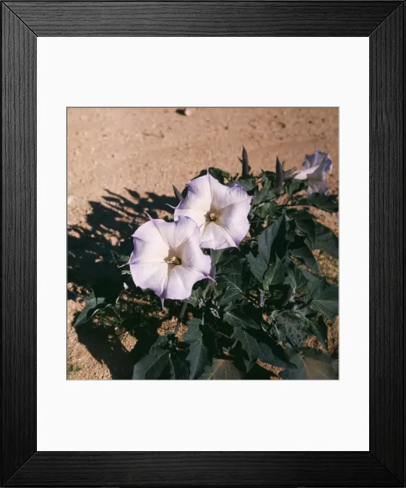 Framed Print : Sacred Datura Blossoms New Mexico, USA Framed Print : Sacred Datura Blossoms New Mexico, USA