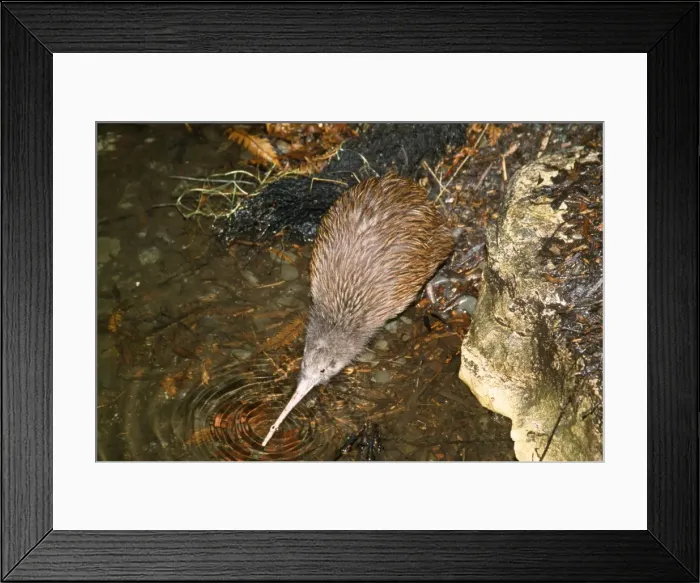Framed Print : North Island Brown Kiwi - drinking Framed Print : North Island Brown Kiwi - drinking