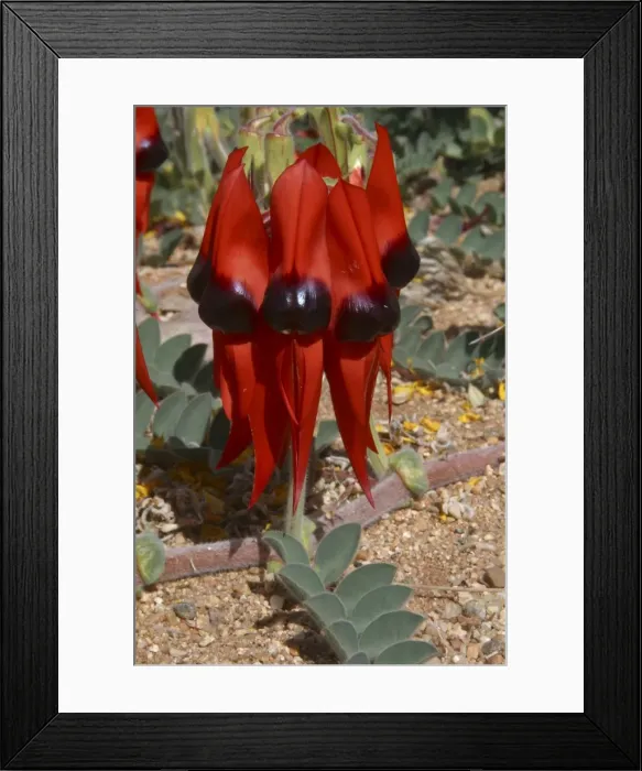 Framed Print : Sturts Desert Pea Near Alice Springs, Northern Territory, Australia Framed Print : Sturts Desert Pea Near Alice Springs, Northern Territory, Australia