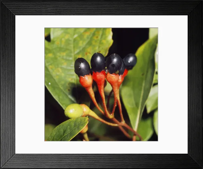 Framed Print : Sassafras - fruit Framed Print : Sassafras - fruit