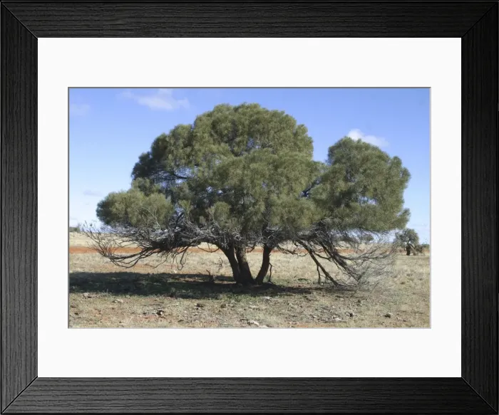 Framed Print : Curly-podded Wattle Northern South Australia, Australia Aboriginal use: Seeds ground and eaten and wood used for artefacts Framed Print : Curly-podded Wattle Northern South Australia, Australia Aboriginal use: Seeds ground and eaten and wood used for artefacts