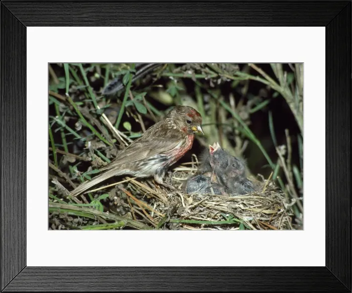 Framed Print : Redpoll - at nest with young Framed Print : Redpoll - at nest with young