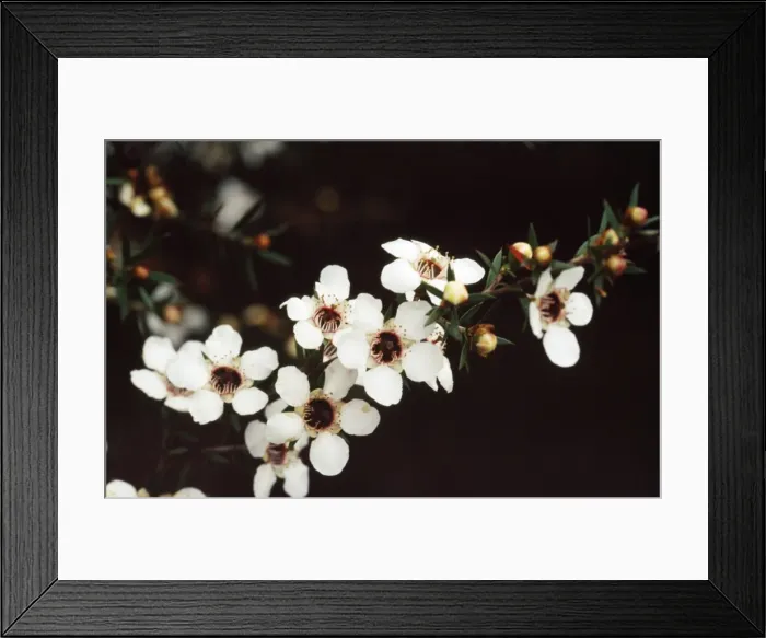 Framed Print : Manuka / New Zealand Tea Tree - white flowers are the original wild form. Medicinal uses Framed Print : Manuka / New Zealand Tea Tree - white flowers are the original wild form. Medicinal uses