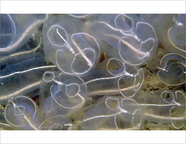 Light bulb Sea Squirt  /  Tunicate