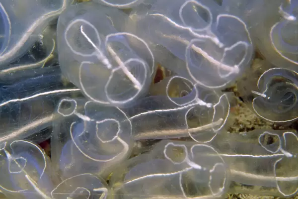 Light bulb Sea Squirt  /  Tunicate