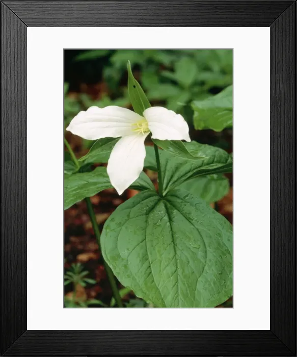 Framed Print : Trillium. DAD-694. Trillium. Trillium grandiflorum Framed Print : Trillium. DAD-694. Trillium. Trillium grandiflorum