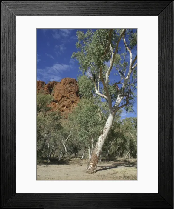 Framed Print : River Red Gums Trephina Gorge Nature Park, Northern Territory, Australia Framed Print : River Red Gums Trephina Gorge Nature Park, Northern Territory, Australia
