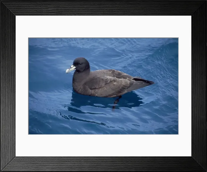 Framed Print : White-chinned Petrol Framed Print : White-chinned Petrol