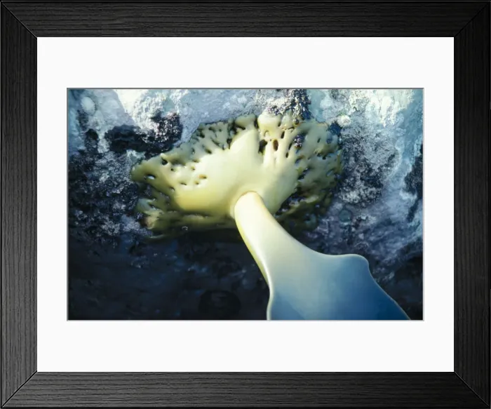 Framed Print : Seaweed - Hold fast of Bull Kelp New Zealand Framed Print : Seaweed - Hold fast of Bull Kelp New Zealand