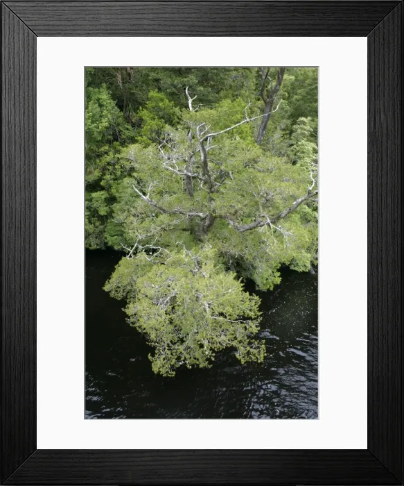 Framed Print : Huon Pine Tasmania, Australia Extremely slow growing and long-living tree. Only Bristlecone Pine lives longer. Relic of Gondwana. Pollen records date back 135 000 000 years Framed Print : Huon Pine Tasmania, Australia Extremely slow growing and long-living tree. Only Bristlecone Pine lives longer. Relic of Gondwana. Pollen records date back 135 000 000 years
