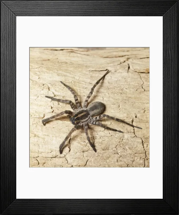 Framed Print : Dolomedes Spider Framed Print : Dolomedes Spider