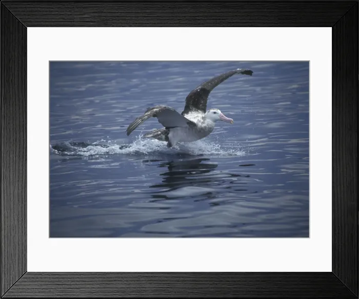 Framed Print : Wandering Albatros - Sub-adult landing on water