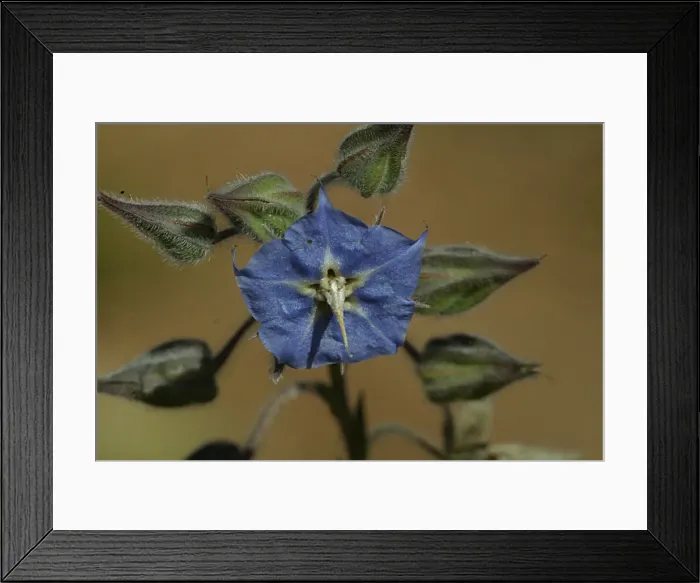 Framed Print : Solanum sp Ellery Creek Big Hole, West MacDonnell National Park, Northern Territory, Australia Framed Print : Solanum sp Ellery Creek Big Hole, West MacDonnell National Park, Northern Territory, Australia