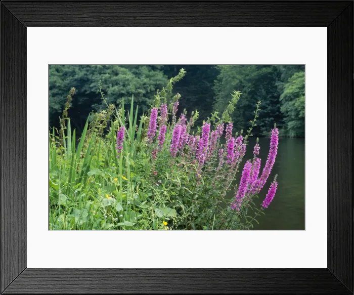 Framed Print : Loosestrife Fire Candle bog or waterside plant Framed Print : Loosestrife Fire Candle bog or waterside plant