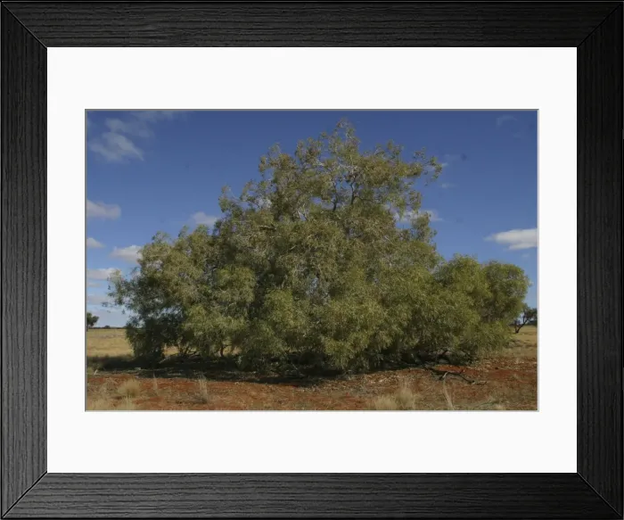 Framed Print : Bloodwood Eucalyptus Northern South Australia. Australia Framed Print : Bloodwood Eucalyptus Northern South Australia. Australia