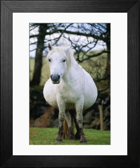 Framed Print : Dartmoor Pony - extremely pregnant