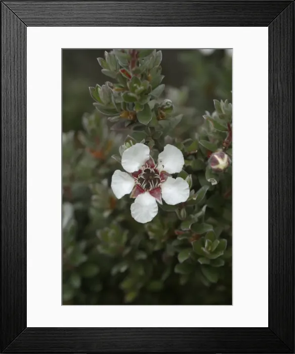 Framed Print : Woolly Tea-tree Mt Wellington, Hobart, Tasmania, Australia Framed Print : Woolly Tea-tree Mt Wellington, Hobart, Tasmania, Australia