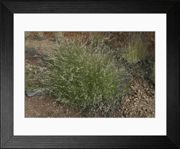 Framed Print : Cotton Panic Grass Native Australian grass Northern South Australia, Australia Framed Print : Cotton Panic Grass Native Australian grass Northern South Australia, Australia